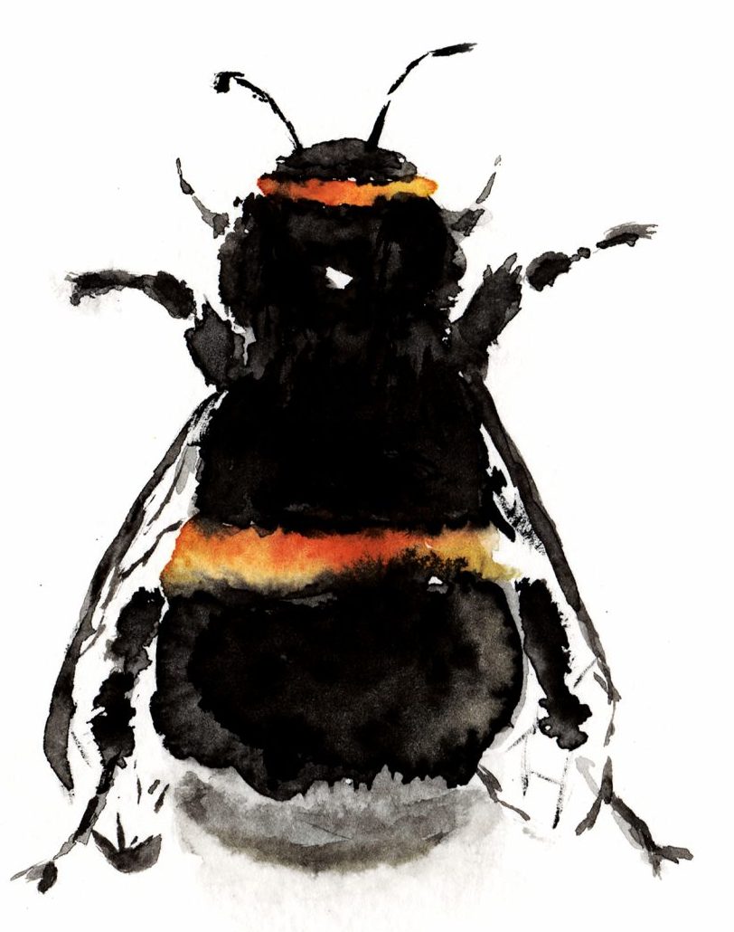 White Earth Art - Rebecca Hyde-(RH) Watercolour Painting Botanical, Nature and Animal Artist - Art